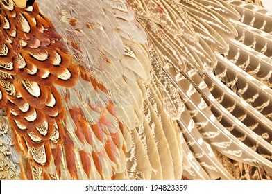 Pheasant Feather 