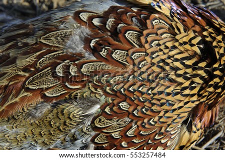 Pheasant feather