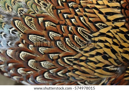 Pheasant feather