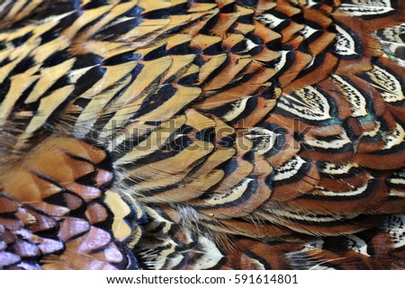 Pheasant feather
