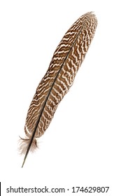 Pheasant Feather Isolated On White