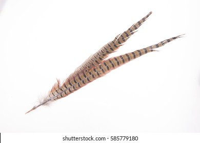 Pheasant Feather On White Background Stock Photo 585779180 | Shutterstock