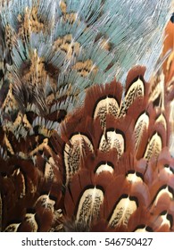 Pheasant Feathers