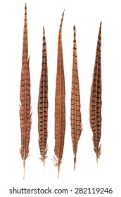 pheasant feathers on a white background