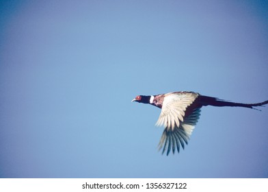 Pheasant In Flight, North American Upland Game Bird