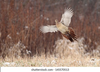 Pheasant Flying