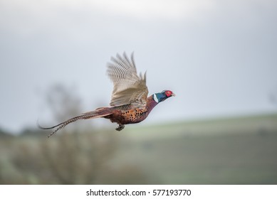 Pheasant flying country background 
