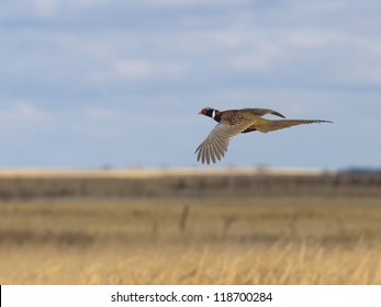 Pheasant Flying Over The Prairie