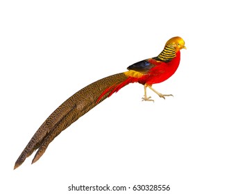 2,342 Red golden pheasant Images, Stock Photos & Vectors | Shutterstock