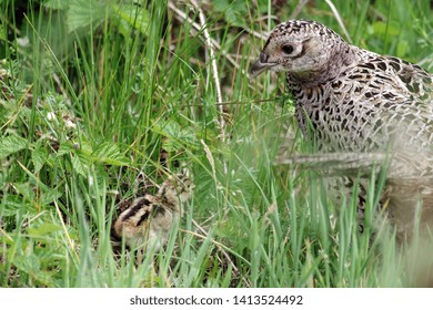 Pheasant Hen With Her Sweet Chick