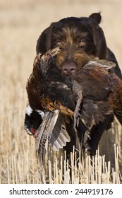 Pheasant Hunting Dog