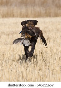 Pheasant Hunting Dog