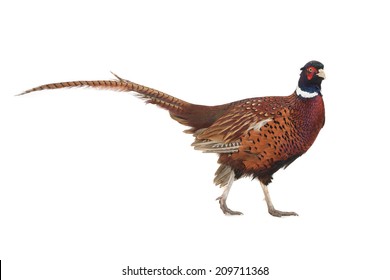  pheasant hunting is photographed in studio