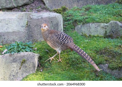 Pheasant is looking for food