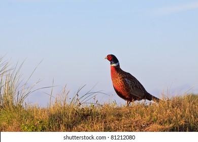 Pheasant male bird standing on a hill at sunrise