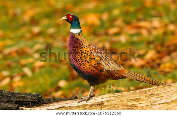 Pheasant, male or cock bird, a ring necked or\
common pheasant facing left and stood on a log during Autumn or\
Fall. Colourful autumn background. Scientific name: Phasianus\
colchicus. \
Horizontal.