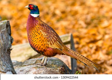 Pheasant,  male, common ring-necked pheasant in Autumn or fall, perched on a log in natural habitat with background of golden leaves.  Scientific name: Phasianus colchius.  Horizontal.
