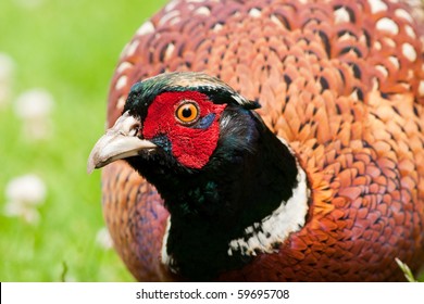 Pheasant Male with Dirty Bill Looking at You
