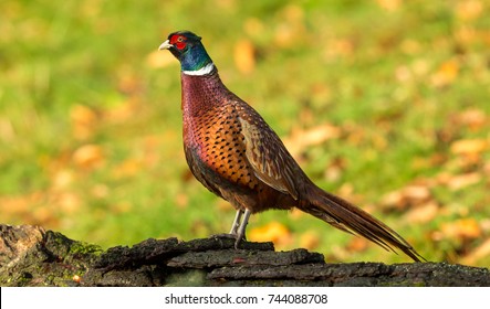 Pheasant, male, ring necked or Common Pheasant (Phasianus colchicus) in natural habitat, perched on a log with green and orange, colourful Autumnal background.  Facing left. Horizontal, space for copy