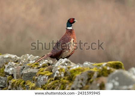 Pheasant, male, ring necked or Common Pheasant, Scientific name: Phasianus colchicus, perched on drystone walling covered in  green moss. Facing right. Horizontal, Clean background with space for copy