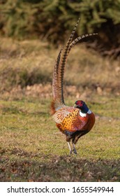 Pheasant (male) strutting in field