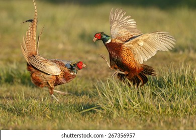Pheasant males are fighting in during mating season 