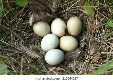 Pheasant Nest