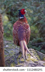 pheasant on log
