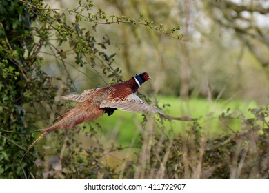 Pheasant, Phasianus colchicus
