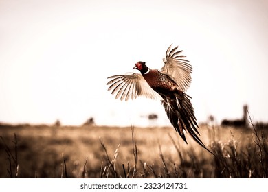 Pheasant (Phasianus colchicus) in flight closeup - Shutterstock ID 2323424731