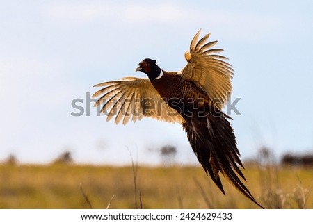 Pheasant (Phasianus colchicus) in flight closeup