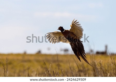 Pheasant (Phasianus colchicus) in flight closeup