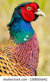 Pheasant, (Scientific name: Phasianus colchicus) male or cock bird. Ring-necked pheasant with colourful plumage.  Close up of head and shoulders. Vertical. Portrait