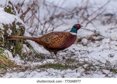 Pheasant searching for food in winter snow.