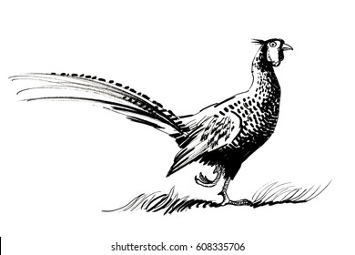 Pheasant Drawing Stock Images, Royalty-Free Images & Vectors | Shutterstock