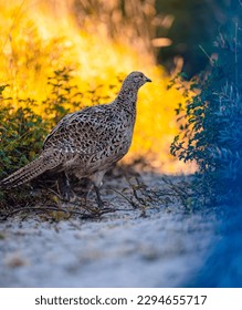 Pheasant in sunsetlight on a sandy path