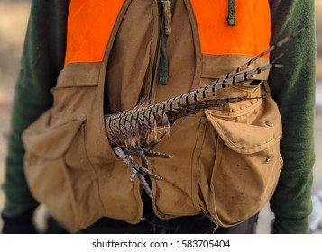 Pheasant tail and feet sticking out of a man's blaze orange bird hunting vest