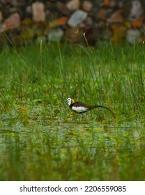 Pheasant Tailed Jacana Or Hydrophasianus Chirurgus In Natural Green Background During Monsoon Season At Wetland Of Chandlai Lake Area Jaipur Rajasthan India Asia