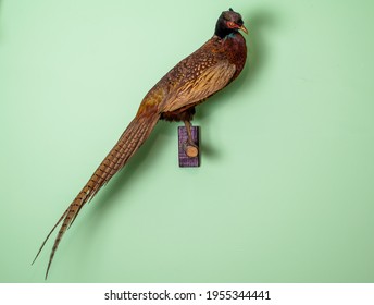 Pheasant Taxidermy. Color Photo Of Wild Pheasant On The Wall