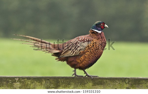 Pheasant: Walk the\
Line