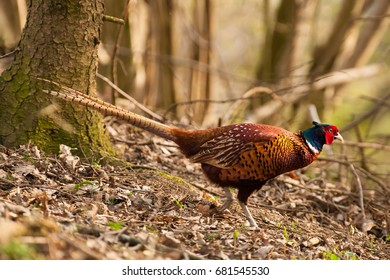 pheasant walking in the forest