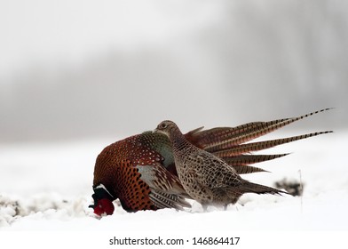 Pheasant in winter