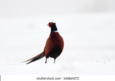 Pheasant in winter, white background
