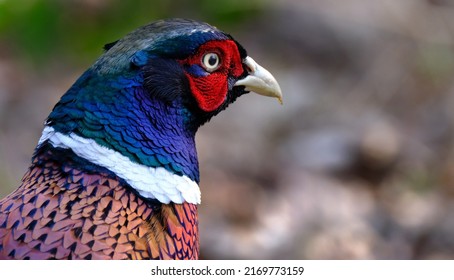 Pheasants Are Birds Of Several Genera Within The Family Phasianidae In The Order Galliformes. 