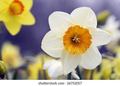 Pheasants Eye (Poets), Narcissus Poeticus, Amarylidaceae