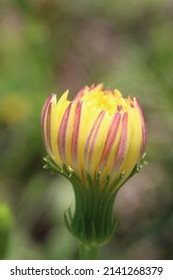 Pheasants Eye In Spring
Spring Emerging