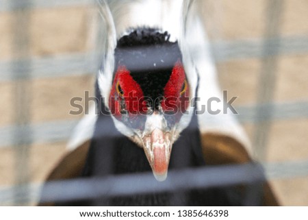 Similar – Image, Stock Photo suspicion Bird Zoo