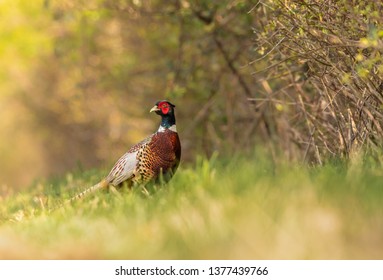 Pheasants are large, long-tailed game birds. The males have rich chestnut, golden-brown and black markings on their bodies and tails, with a dark green head and red face wattling.
