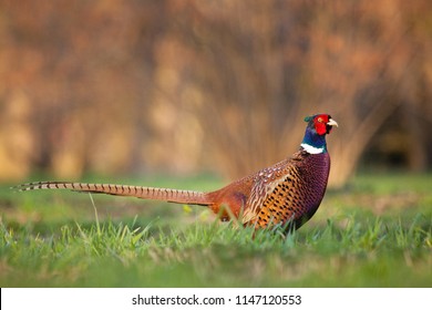 Pheasants like to take pictures