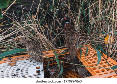 The Pheasants Are Released From The Cage Into Nature. Beautiful Wild Pheasants